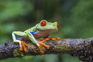 Red eyed tree frog (Agalychnis callidryas) La Selva Field Station, Costa Rica