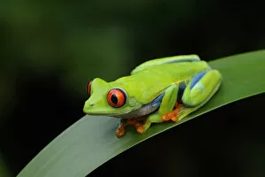 Agalychnis Gallery: Red-eyed tree frog {Agalychnis callidryas} resting on leaf, Nicaragua, June