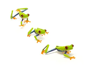 Red eyed tree frog (Agalychnis callidryas) walking, digital composite Captive