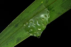 Hylidae Prints: Red-eyed tree frog (Agalychnis taylori) frogspawn on underside of leaf