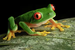 Hylidae Prints: Red-eyed tree frog (Agalychnis taylori) male