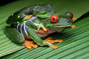 Hylidae Prints: Red-eyed tree frogs (Agalychnis callidryas) pair in amplexus