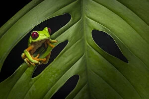 Agalychnis Callidryas Gallery: Red-eyed treefrog (Agalychnis calidryas) Costa Rica, April 2015