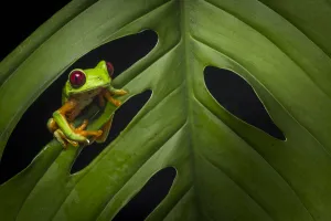 Nick Hawkins Prints: Red-eyed treefrog (Agalychnis calidryas) Costa Rica, April 2015