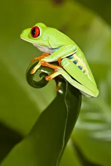Agalychnis Helenae Gallery: Red-eyed Treefrog (Agalychnis callidryas) on leaf, captive, from South America