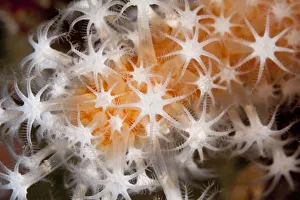 Red Fingers Soft Coral (Alcyonium glomeratum) Sark, British Channel Islands
