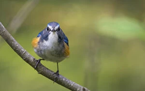 Red-flanked bluetail (Tarsiger cyanurus) male front view, Jyvaskyla, Central Finland, May