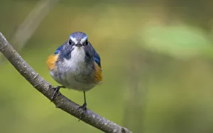 Red-flanked bluetail (Tarsiger cyanurus) male front view, Jyvaskyla, Central Finland, May