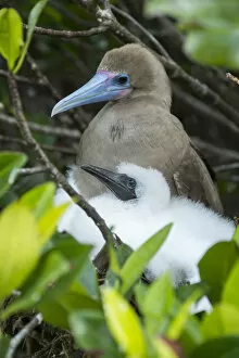 Red-footed booby (Sula sula), adult and chick at nest. Genovesa Island, Galapagos