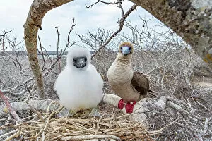 Colourful Gallery: Red-footed booby (Sula sula) chick and parent perched on branch near nest, Genovesa Island