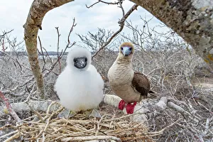Red-footed booby (Sula sula) chick and parent perched on branch near nest, Genovesa Island, Galapagos Islands, Ecuador