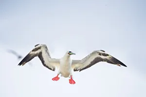 Negative Space Prints: Red-footed booby (Sula sula) in flight with wings outstretched. Genovesa Island, Galapagos