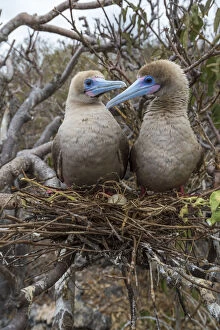 Animal Eggs Gallery: Red-footed booby (Sula sula), pair looking at one another on nest in tree. Egg is nest