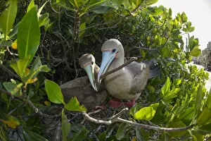 Red-footed booby (Sula sula), pair nest building in tree. Darwin Bay, Genovesa Island, Galapagos