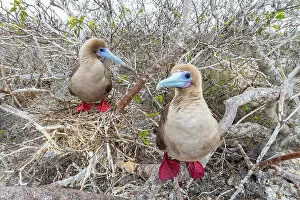 Colourful Gallery: Two Red-footed booby (Sula sula) perched on branches, Genovesa Island, Galapagos Islands, Ecuador