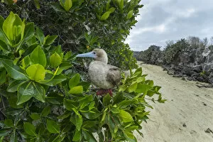 Images Dated 30th January 2019: Red-footed booby (Sula sula) perched in tree. Genovesa Island, Galapagos