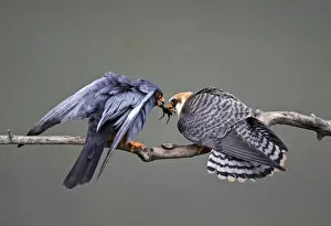 Images Dated 18th May 2008: Red-footed Falcon (Falco vespertinus) rear view of male (left) passing prey to female