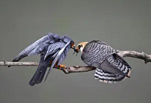 Images Dated 18th May 2008: Red-footed Falcon (Falco vespertinus) rear view of male (left) passing prey to female