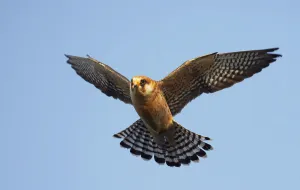 Images Dated 19th May 2008: Red-footed Falcon (Falco vespertinus) low angle shot of female in flight, Hortobagy NP