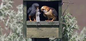 Red-footed Falcon (Falco vespertinus) male brings vole prey to female in nestbox