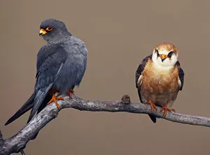 Images Dated 18th May 2008: Red-footed Falcon (Falco vespertinus) pair perched, male on left, Hortobagy NP, Hungary
