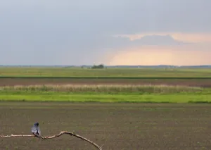 Images Dated 18th May 2008: Red-footed Falcon (Falco vespertinus) male perched in farmland landscape, Hortobagy NP