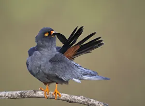Images Dated 19th May 2008: Red-footed Falcon (Falco vespertinus) male preening, Hortobagy NP, Hungary