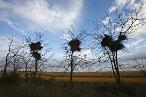 Images Dated 13th July 2009: Red footed falcon (Falco vespertinus) nests in breeding colony, Bagerova Steppe, Kerch Peninsula