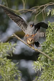 Images Dated 6th May 2009: Red footed falcon (Falco vespertinus) pair mating, Danube Delta, Romania, May 2009