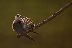 Images Dated 12th May 2009: Red footed falcon (Falco vespertinus) on branch preening, at sunset, Hortobagy National Park