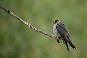 Images Dated 10th July 2009: Red footed falcon (Falco vespertinus) perched on branch with a mouse in its claws