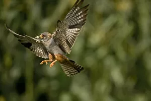 Images Dated 10th July 2009: Red footed falcon (Falco vespertinus) in flight carrying insect prey for young, Hortobagy