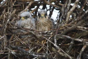 Two Red footed falcon (Falco vespertinus) chicks in nest, Bagerova Steppe, Kerch Peninsula