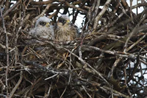 Two Red footed falcon (Falco vespertinus) chicks in nest, Bagerova Steppe, Kerch Peninsula Two Red footed falcon (Falco vespertinus) chicks in nest, Bagerova Steppe, Kerch Peninsula