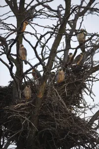 Red footed falcon (Falco vespertinus) chicks in tree in breeding colony, Bagerova Steppe