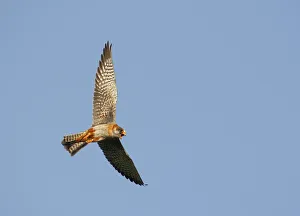 Red-footed Falcon (Falco vespertinus) low angle shot of female in flight, Hortobagy NP