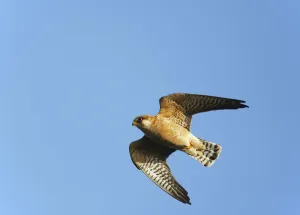 Red-footed Falcon (Falco vespertinus) low angle shot of female in flight, Hortobagy NP