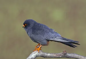 Red-footed Falcon (Falco vespertinus) male perched, Hortobagy NP, Hungary