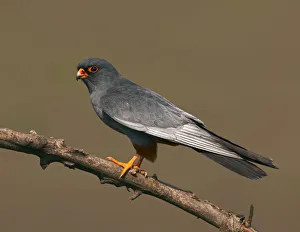 Red-footed Falcon (Falco vespertinus) male perched, Hortobagy NP, Hungary, May 2008
