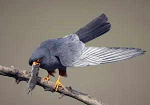 Red-footed Falcon (Falco vespertinus) male perched with vole prey, Hortobagy NP, Hungary