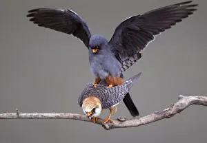 Images Dated 18th May 2008: Red-footed Falcon (Falco vespertinus) mating pair, Hortobagy NP, Hungary