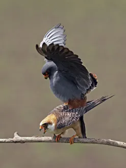Images Dated 18th May 2008: Red-footed Falcon (Falco vespertinus) mating pair, Hortobagy NP, Hungary, May 2008