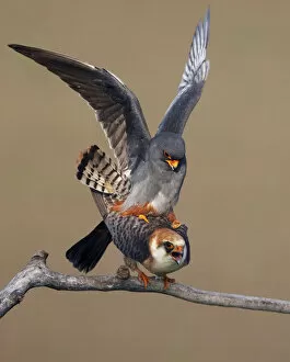 Images Dated 18th May 2008: Red-footed falcon (Falco vespertinus) mating pair, Hortobagy NP, Hungary, May 2008