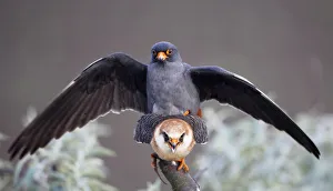 Images Dated 18th May 2008: Red-footed falcon (Falco vespertinus) mating pair, Hortobagy NP, Hungary, May 2008
