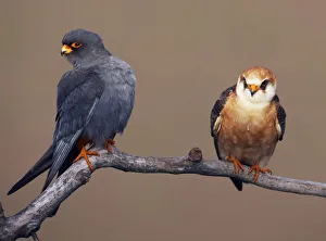 Red-footed Falcon (Falco vespertinus) pair perched, male on left, Hortobagy NP, Hungary