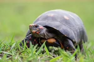 Animal Markings Prints: Red-footed tortoise (Chelonoidis carbonaria) portrait