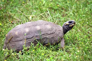 Testudinidae Prints: Red-footed tortoise (Chelonoidis carbonarius) portrait, South America. Captive