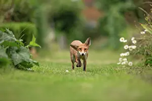 London Prints: Red fox cub (Vulpes vulpes) in allotment, London, England