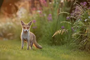 London Prints: Red fox cub (Vulpes vulpes) on allotment at dusk, London, England