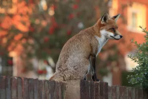 Red fox cub (Vulpes vulpes) on fence, Hampshire, England, UK, October